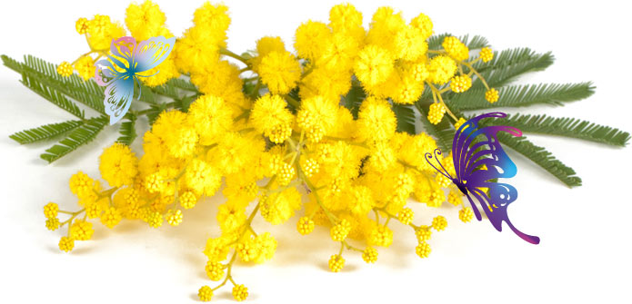 festa della donna
